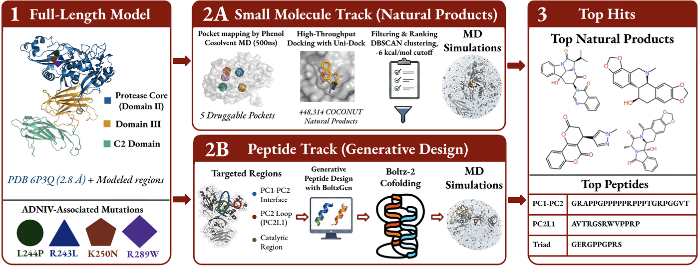 Graphical abstract for the Calpain-5 ADNIV preprint
