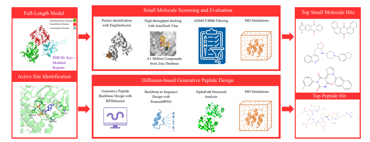 Graphical abstract for the NDST1 Mucopolysaccharidosis IIIC preprint